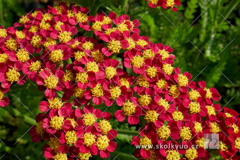 Achillea millefolium ´Milly Rock Red´