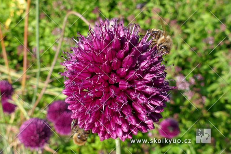 Allium sphaerocephalon