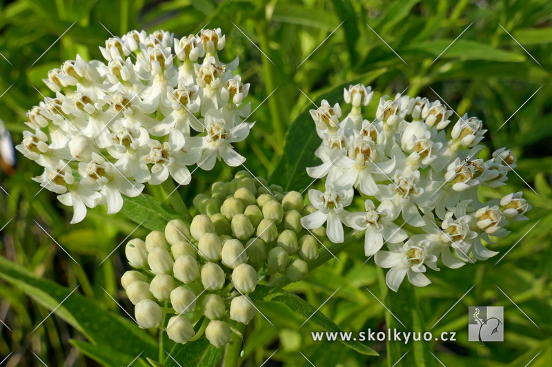 Asclepias incarnata ´Ice Ballet´