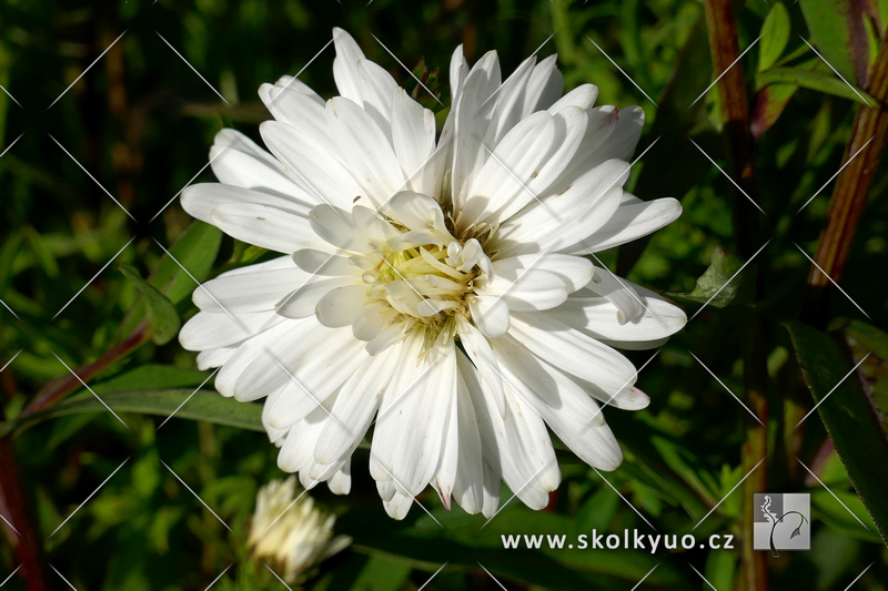 Aster novi-belgii ´White Ladies´