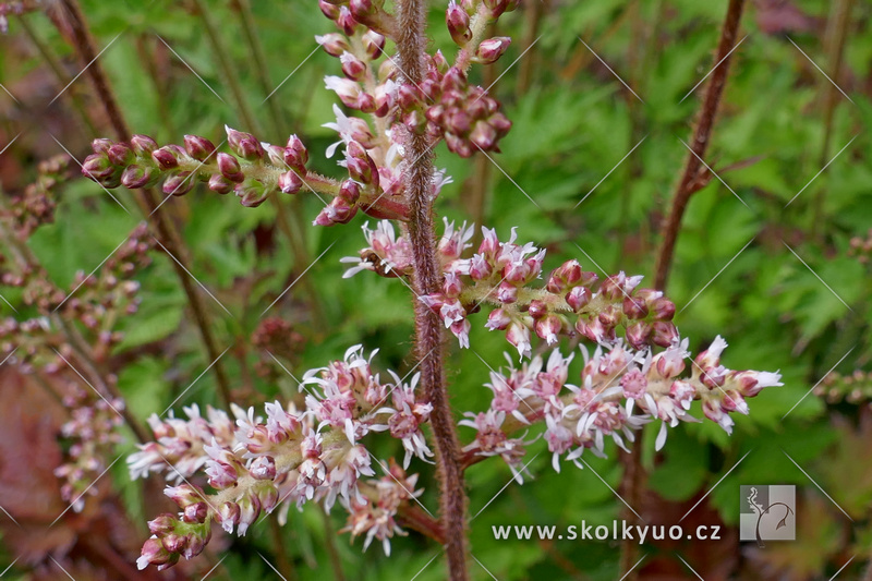 Astilbe x arendsii ´Color Flash´