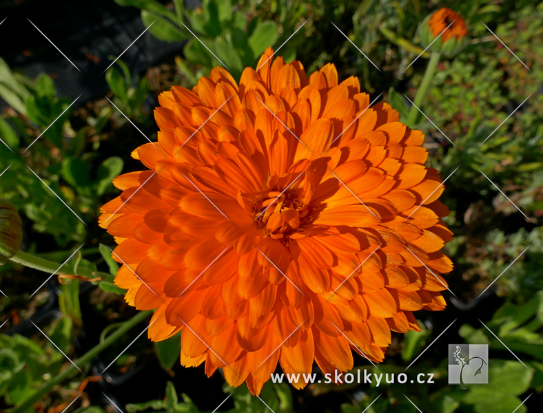 Calendula officinalis