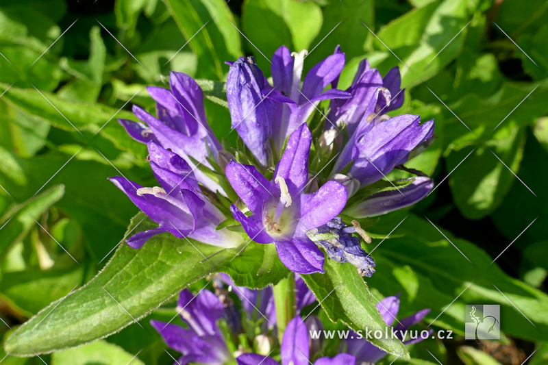 Campanula glomerata ´Acaulis´