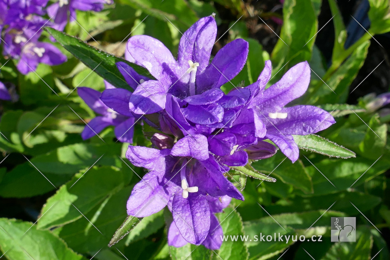 Campanula glomerata ´Bellefleur± Blue´