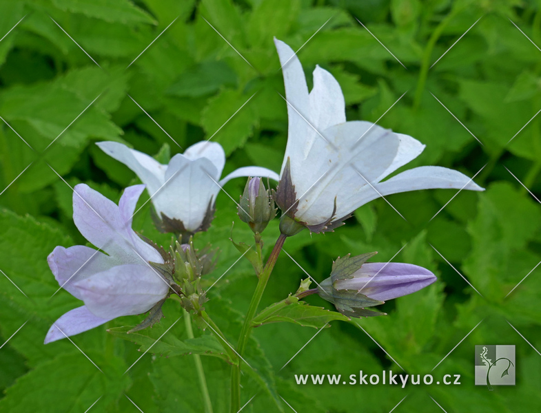 Campanula lactiflora ´New Hybrids´