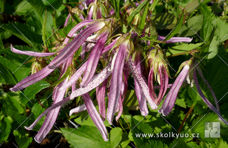 Campanula ´Pink Octopus®´