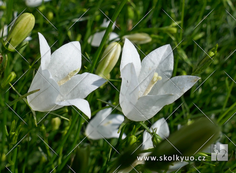 Campanula rotundifolia ´White Gem´