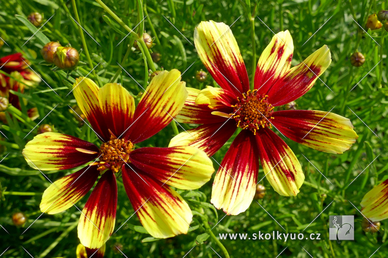 Coreopsis verticillata ´Bengal Tiger´