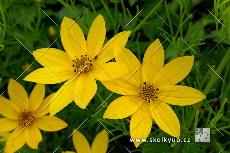 Coreopsis verticillata ´Zagreb´