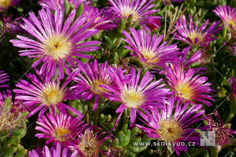 Delosperma cooperi ´Delmara Pink´