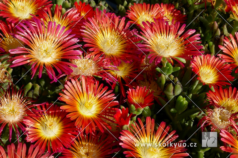 Delosperma cooperi ´Delmara Red´