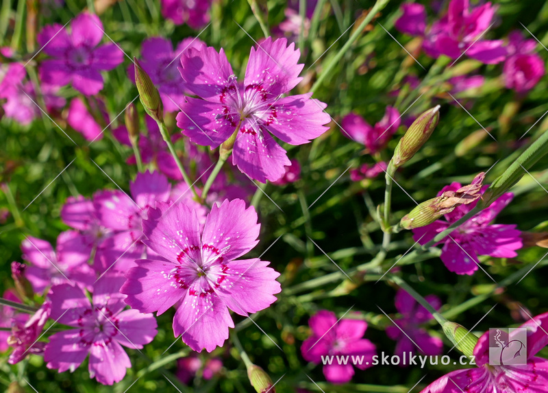 Dianthus deltoides ´Roseus´
