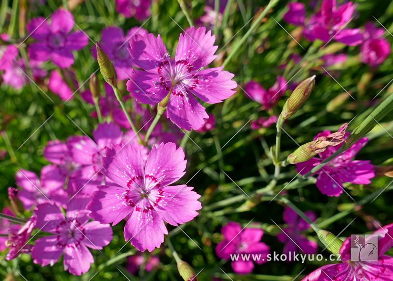 Dianthus deltoides ´Roseus´