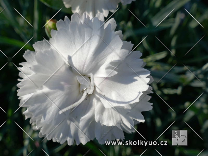 Dianthus plumarius ´Angel of Purity´