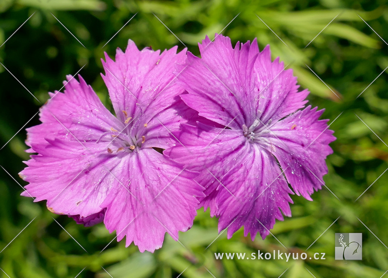 Dianthus sylvaticum