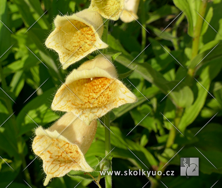 Digitalis grandiflora