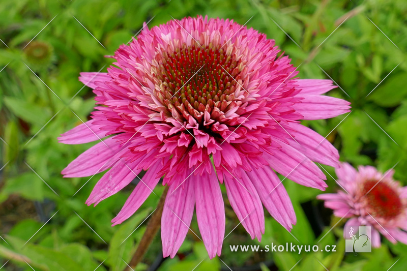Echinacea ´Butterfly Kisses´