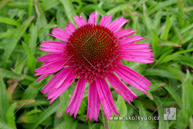 Echinacea ´Delicious Candy´