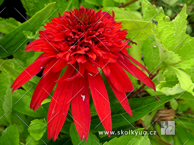 Echinacea ´Hot Papaya´