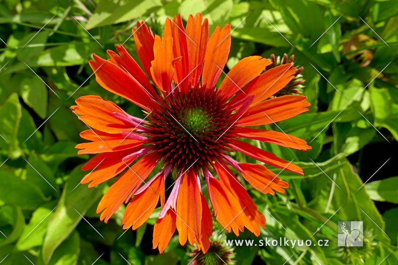 Echinacea ´Orange Pearl´