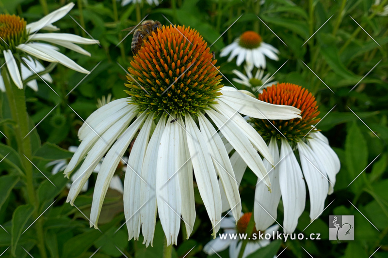 Echinacea purpurea ´White Swan´