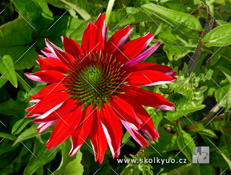 Echinacea purpurea ´Sombrero® Salsa Red´