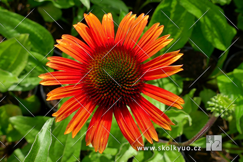 Echinacea ´Red Skipper´
