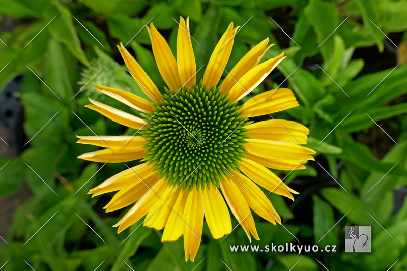 Echinacea ´Yellow Pearl´