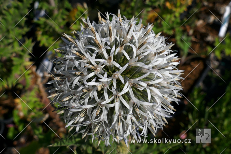 Echinops sphaerocephalus ´Arctic Glow´