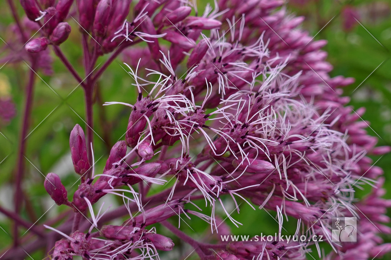 Eupatorium maculatum ´Atropurpureum´