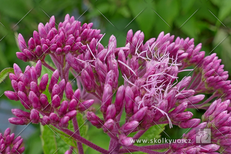 Eupatorium maculatum ´Red Dwarf´