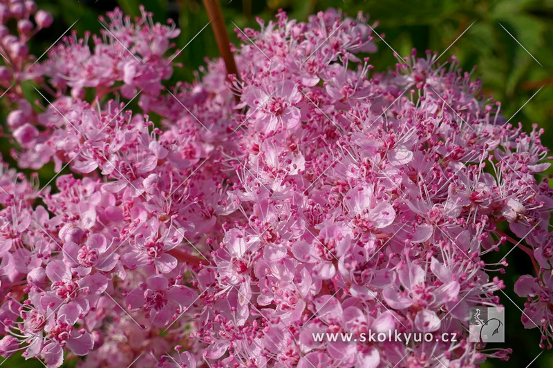 Filipendula rubra ´Venusta´