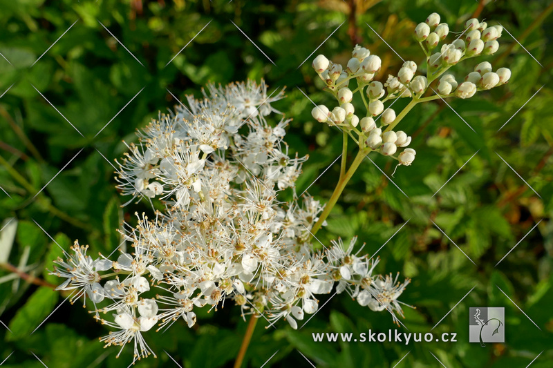 Filipendula ulmaria