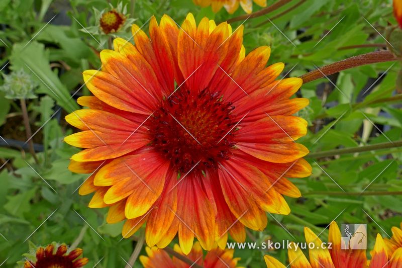 Gaillardia aristata ´Bremen´