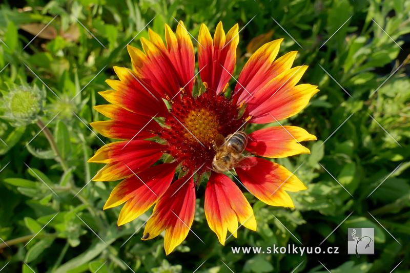 Gaillardia aristata ´Kobold´