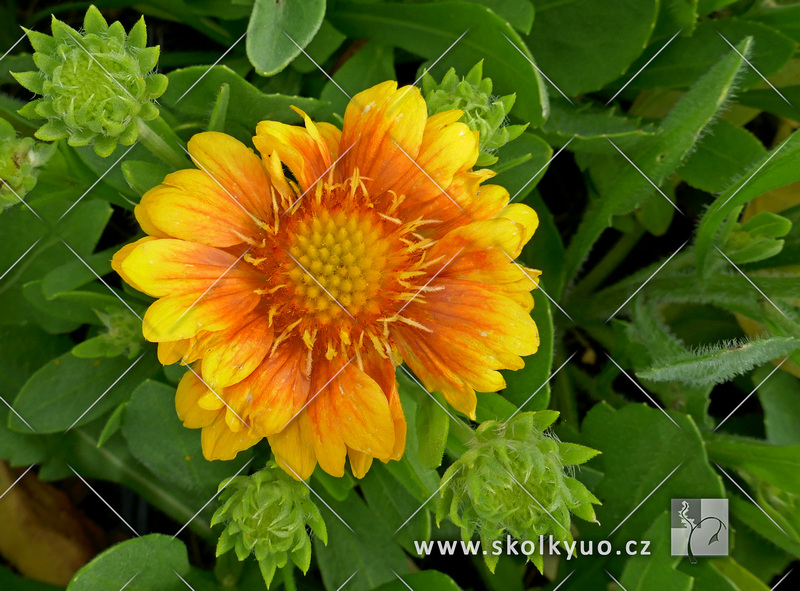 Gaillardia ´Arizona Apricot´