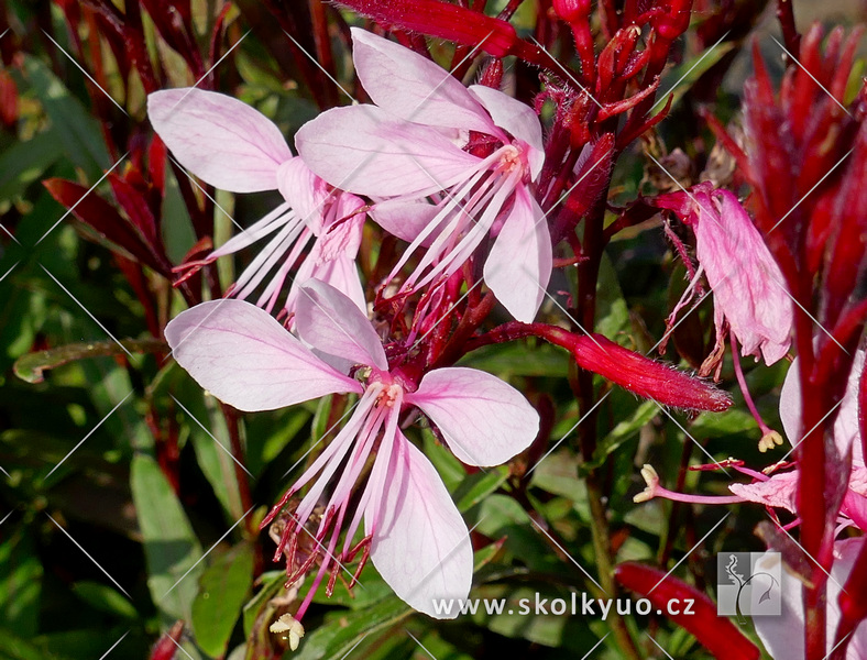 Gaura lindheimeri ´Gaudi Rose´