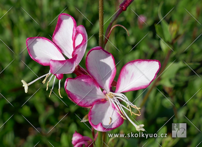 Gaura lindheimeri ´Rosy Jane®´