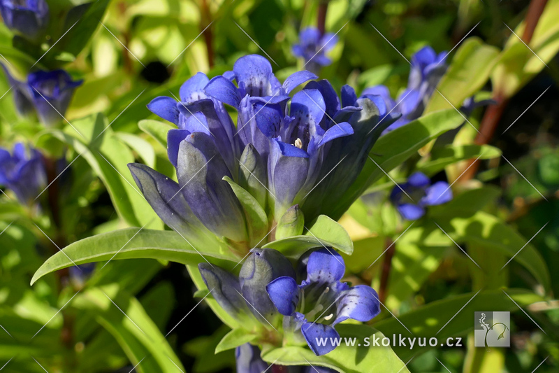 Gentiana cruciata