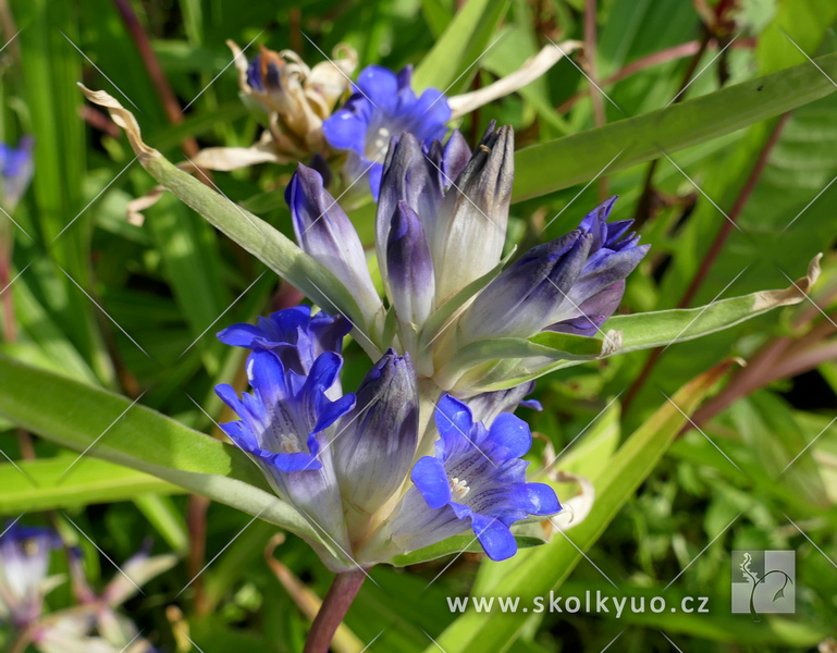 Gentiana dahurica