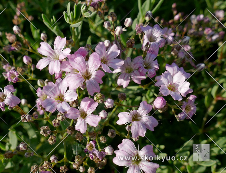 Gypsophila repens ´Rosea´