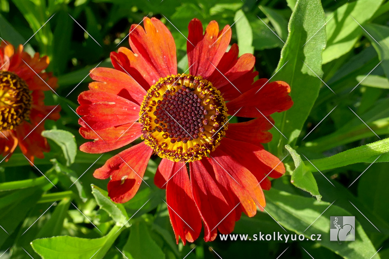 Helenium autumnale ´Sahin´s Early Flowerer´