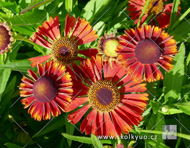 Helenium hybridum ´Siesta´