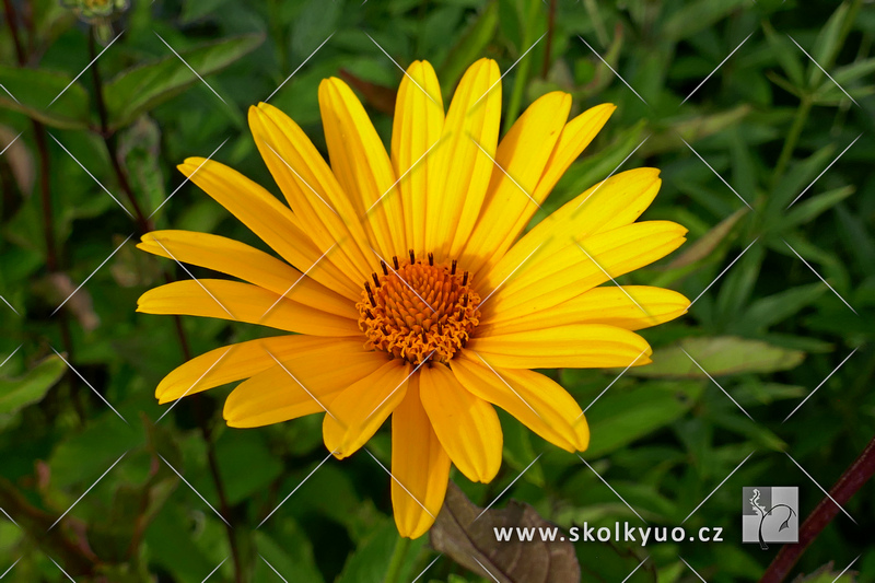 Heliopsis helianthoides var. scabra ´Summer Nights´