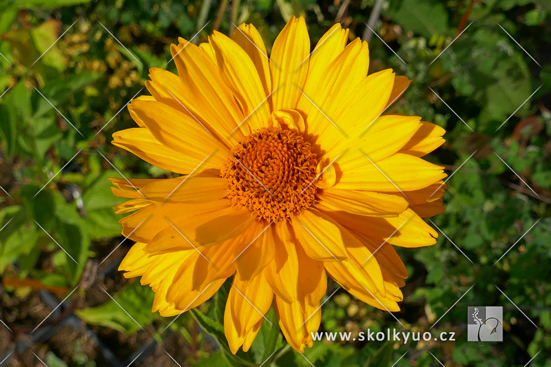 Heliopsis helianthoides var. scabra ´Summer Sun´