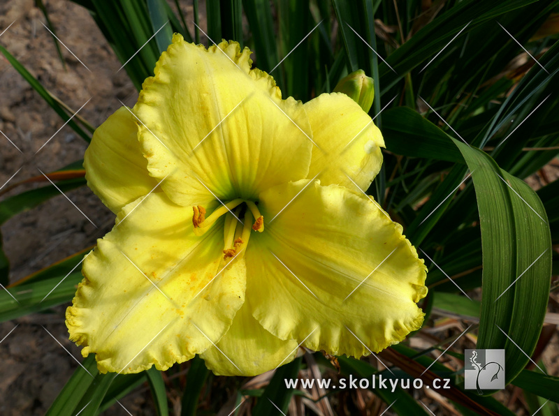 Hemerocallis ´Anita Davis´