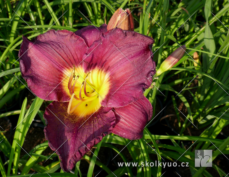 Hemerocallis ´Bela Lugosi´