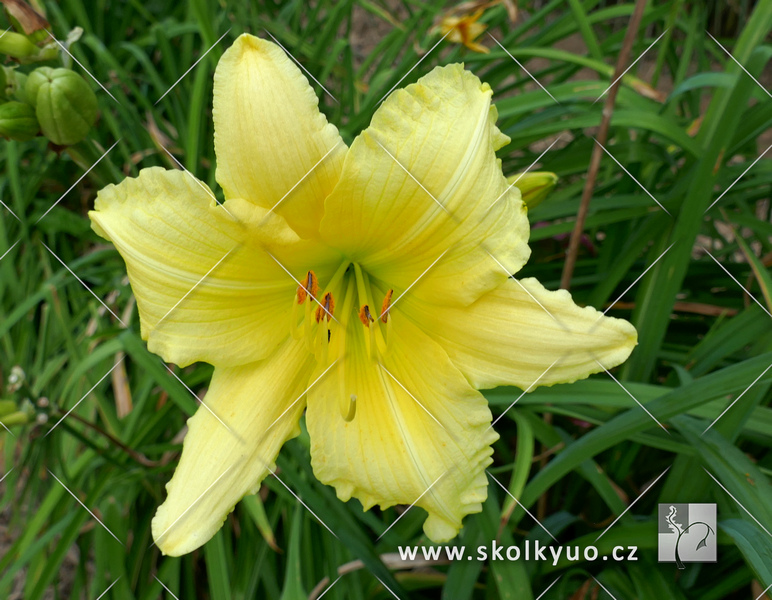 Hemerocallis ´Big Time Happy´