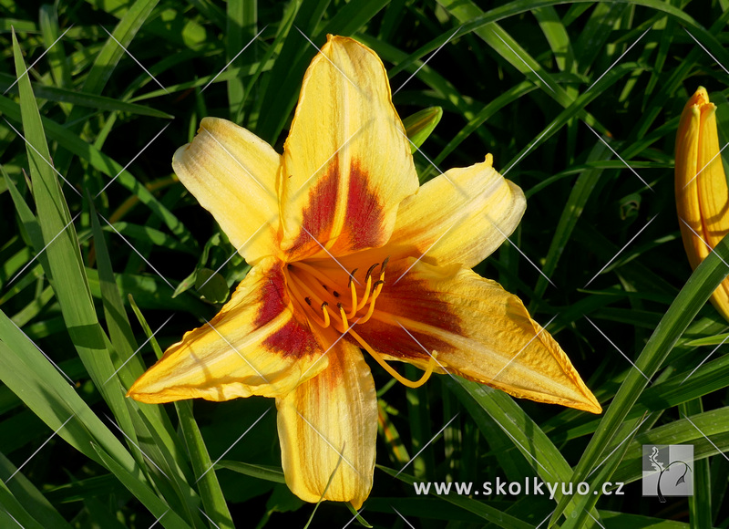 Hemerocallis ´Bonanza´