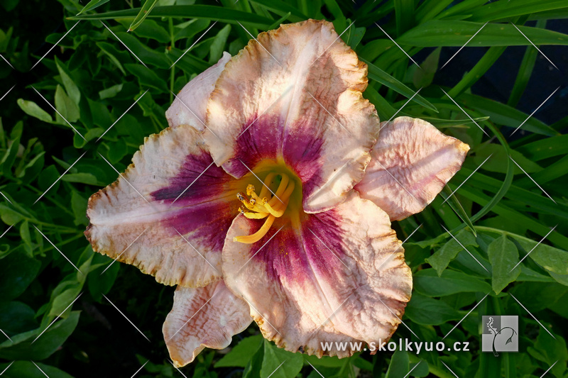 Hemerocallis ´Daring Deception´